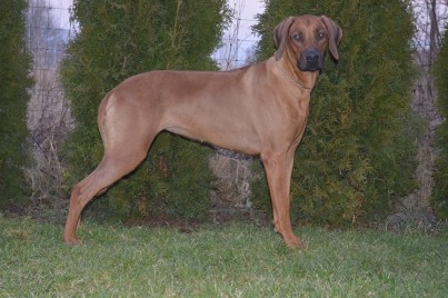 rhodesian ridgeback