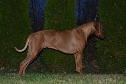 rhodesian ridgeback