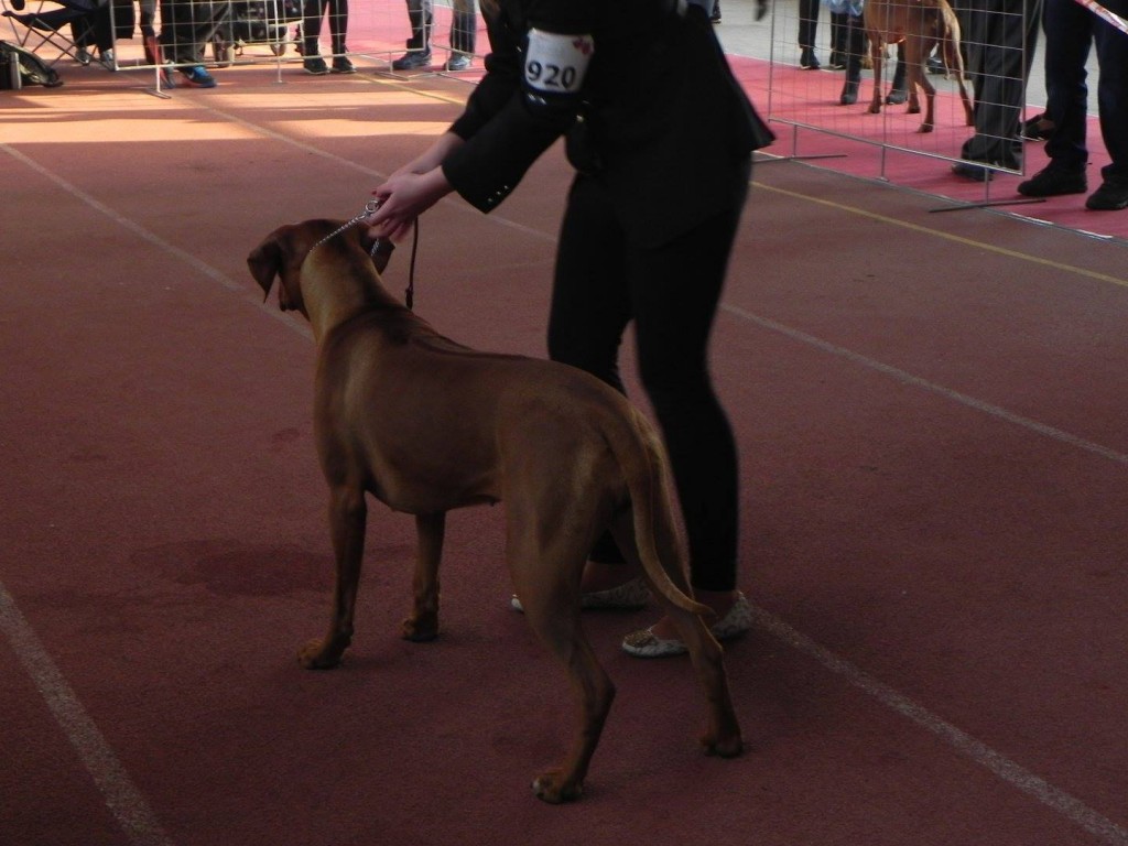 rhodesian ridgeback