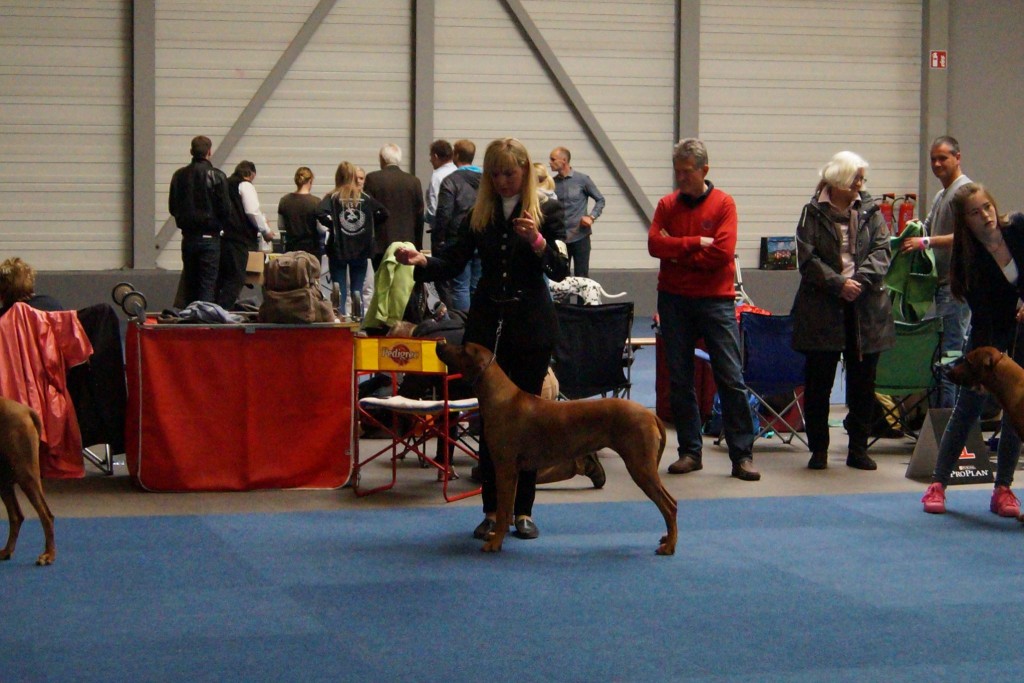 rhodesian ridgeback