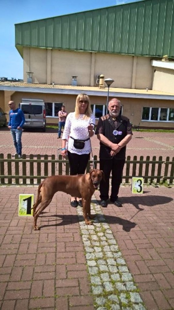 rhodesian ridgeback