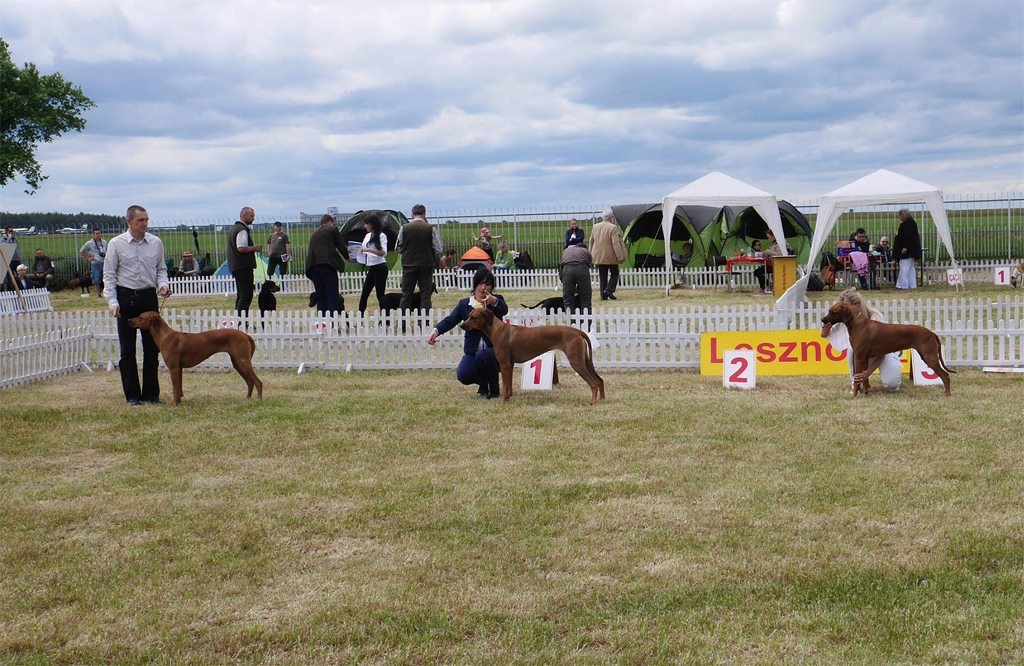 rhodesian ridgeback