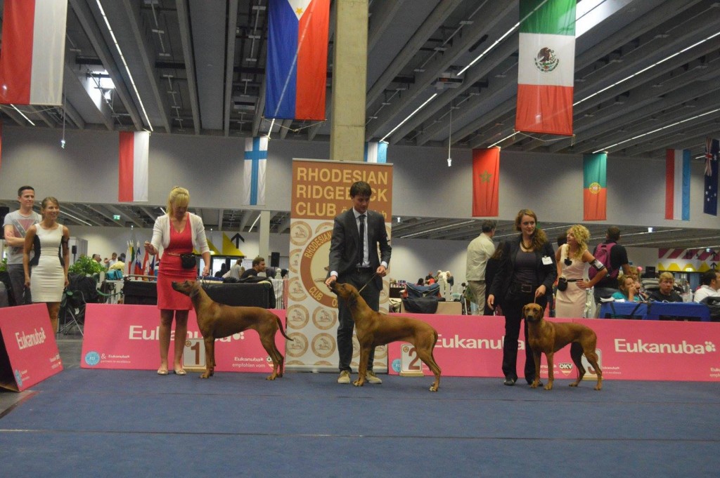 rhodesian ridgeback