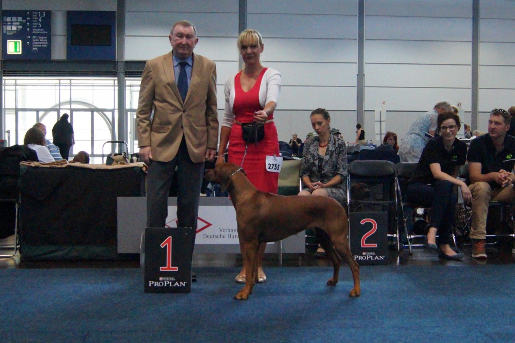 rhodesian ridgeback