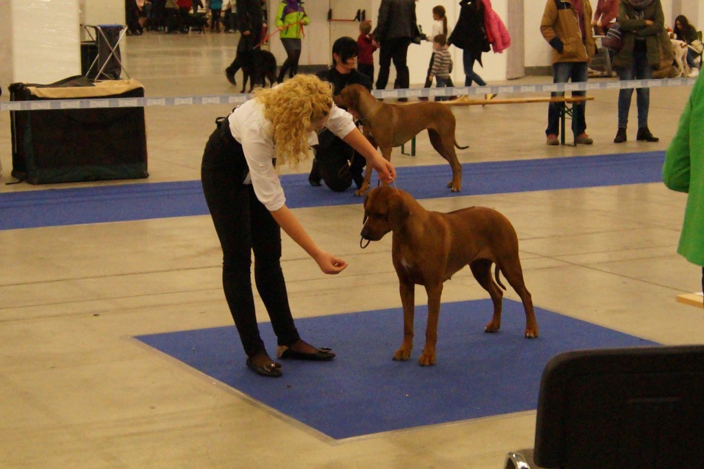 rhodesian ridgeback