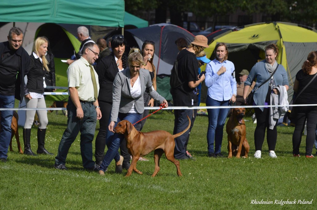 rhodesian ridgeback