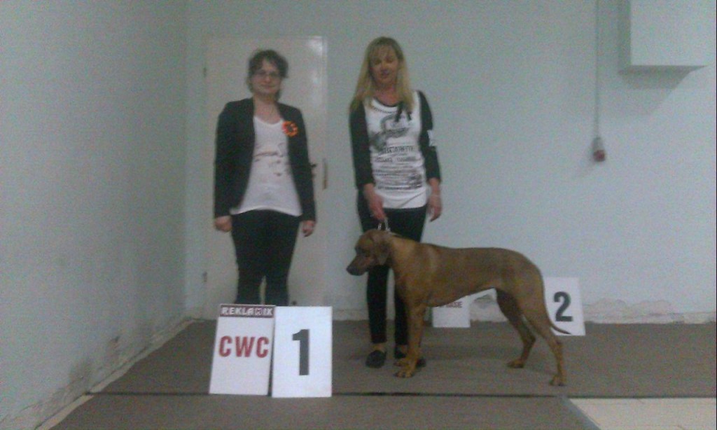 rhodesian ridgeback