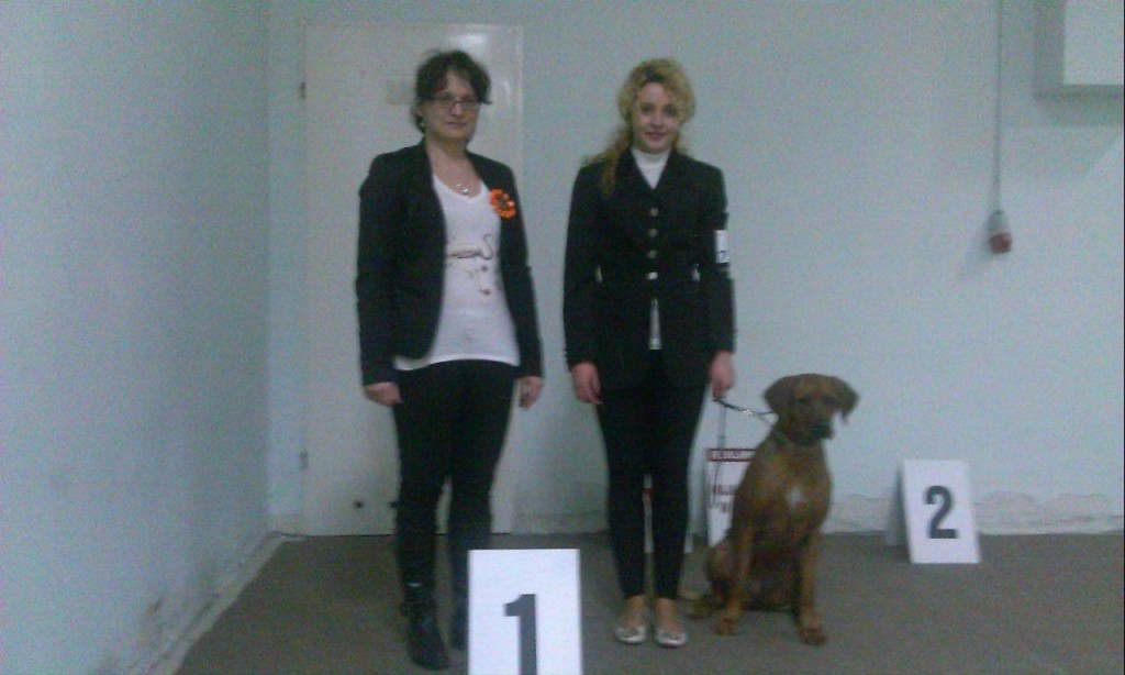 rhodesian ridgeback