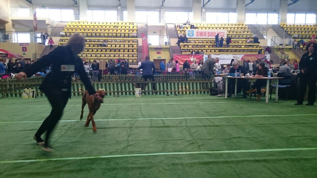 rhodesian ridgeback