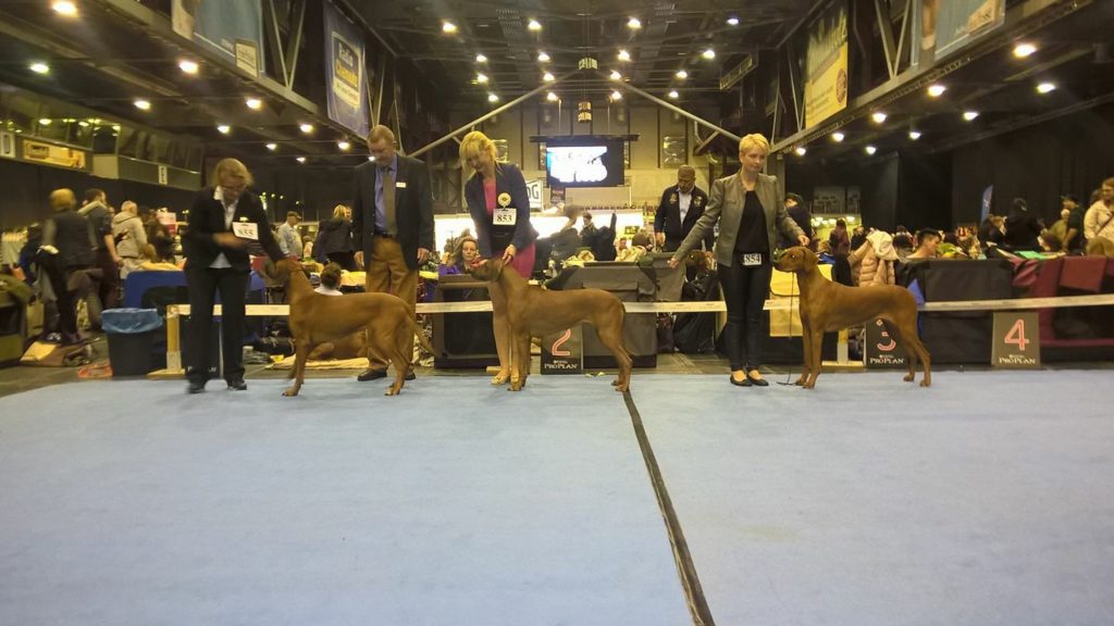 rhodesian ridgeback
