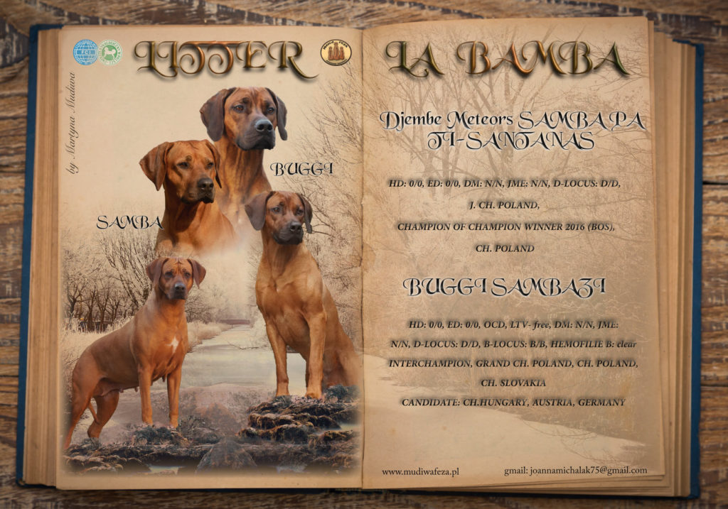 Rhodesian Ridgeback szczenięta 2021