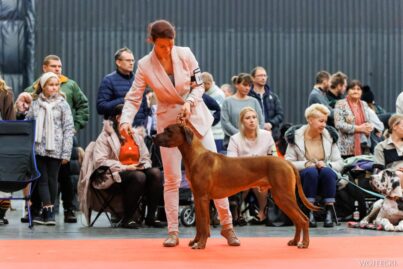 Rhodesian Ridgeback