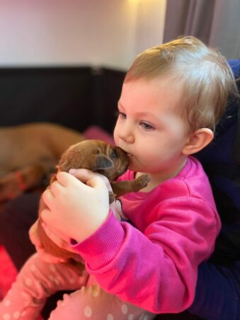Rhodesian Ridgeback Welpen