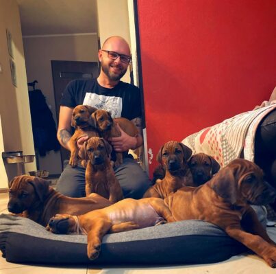 Rhodesian Ridgeback Puppies