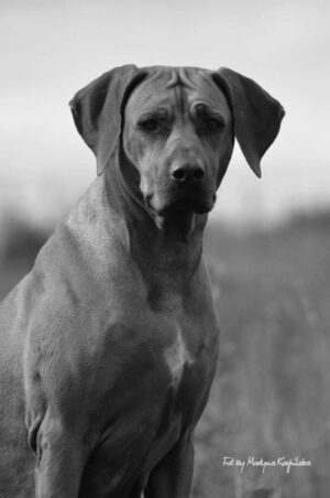 SAMBA PA-TI SANTANAS - Djembe Meteors Rhodesian Ridgeback