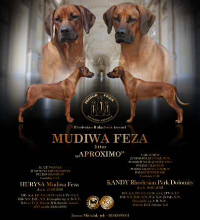 Szczenięta Rhodesian Ridgeback