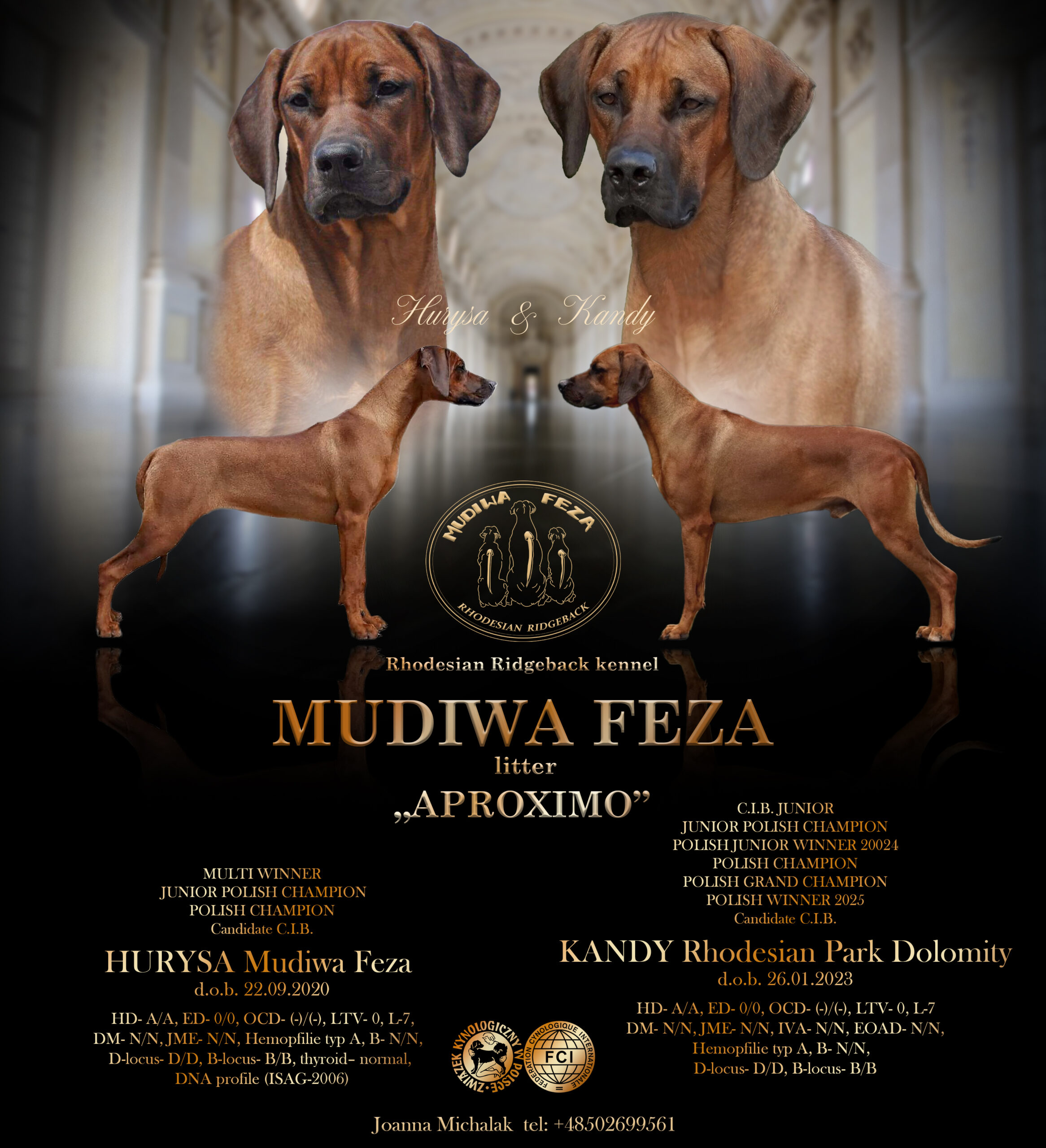 szczenięta rhodesian ridgeback poster