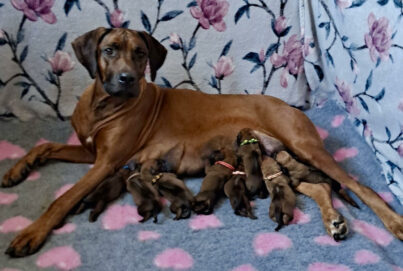 Szczenięta Rhodesian Ridgeback 2025 – MIOT APROXIMO z naszej hodowli jest już na świecie!